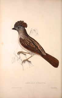 Garrulus Striatus, Striated Laughingthrush. Birds from the Himalaya Mountains, engraving 1831 by