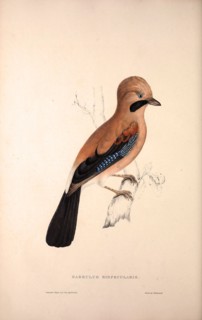 Garrulus Bispecularis, Himalayan Jay. Birds from the Himalaya Mountains, engraving 1831 by