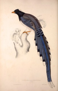 Pica Erythrorhyncha. Birds from the Himalaya Mountains, engraving 1831 by Elizabeth Gould and John