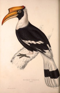 Buceros Cavatus,Concave Hornbill. Birds from the Himalaya Mountains, engraving 1831 by Elizabeth