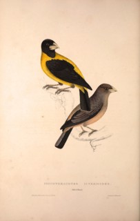 Coccothraustes Icterioides, black and yellow hawfinch. Birds from the Himalaya Mountains, engraving