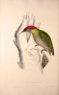 Picus Squamatus, Scaly-bellied Woodpecker. Birds from the Himalaya Mountains, engraving 1831 by
