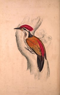 Picus Shorii, Dinopium shorii shorii, Himalayan Flameback, also known as the Himalayan Goldenback,