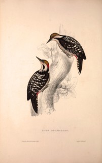 Picus Brunifrons. Birds from the Himalaya Mountains, engraving 1831 by Elizabeth Gould and John