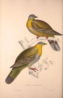 Vinago Militaris. Birds from the Himalaya Mountains, engraving 1831 by Elizabeth Gould and John