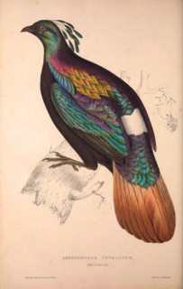 Lophophorus Impeyanus (male), Himalayan Monal Pheasant. Birds from the Himalaya Mountains,