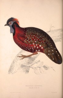 Tragopan Satyrus, Crimson Horned Pheasant, is a pheasant found in the Himalayan reaches of India,