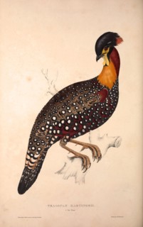 Tragopan Hastingsii (male). Birds from the Himalaya Mountains, engraving 1831 by Elizabeth Gould