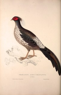 Phasianus Albo-Cristatus, Pheasant. Birds from the Himalaya Mountains, engraving 1831 by Elizabeth