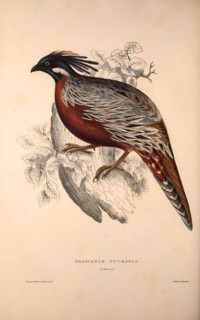 Phasianus Pucrasia (male), Perdix chukar. Birds from the Himalaya Mountains, engraving 1831 by