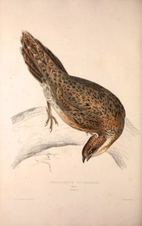 Phasianus Pucrasia (female), Perdix chukar. Birds from the Himalaya Mountains, engraving 1831 by