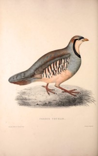 Perdix Chukar, Chukar Partridge. Eurasian upland gamebird in the pheasant family Phasianidae..