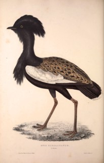 Otis Himalayanus or Delicious Bustard, Otis deliciosa. Birds from the Himalaya Mountains, engraving