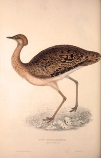 Otis Himalayanus (female) or Delicious Bustard, Otis deliciosa. Birds from the Himalaya Mountains,