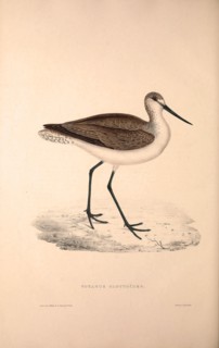 Totanus Glottoides, Common Greenshank. A wader in the large family Scolopacidae, the typical waders