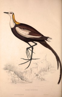 Parra Sinensis, Pheasant-Tailed Jacana.A jacana in the monotypic genus Hydrophasianus. Jacanas are