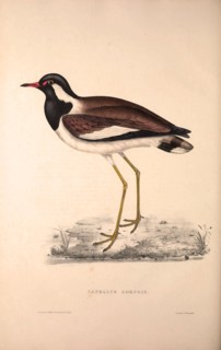 Vanellus Goensis, Plover or Northern Lapwing. Birds from the Himalaya Mountains, engraving 1831 by