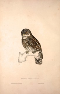 Noctua Cuculoides. Birds from the Himalaya Mountains, engraving 1831 by Elizabeth Gould and John