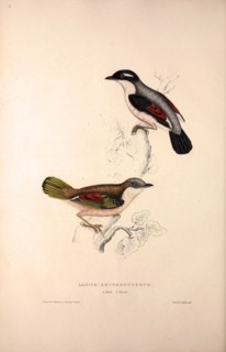 Lanius Erythropterus, Himalayan Shrike-babbler. Birds from the Himalaya Mountains, engraving 1831