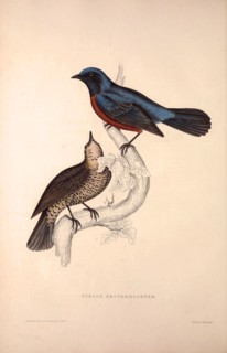 Turdus Erythrogaster. Birds from the Himalaya Mountains, engraving 1831 by Elizabeth Gould and John