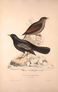 Turdus Poecilopterus, Aztec Thrush. Birds from the Himalaya Mountains, engraving 1831 by Elizabeth