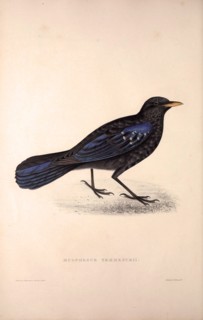 Myophonus Temmenckii. Birds from the Himalaya Mountains, engraving 1831 by Elizabeth Gould and John