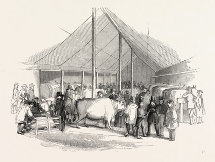 Cattle Show, London, England, engraving 19th century, Britain, UK