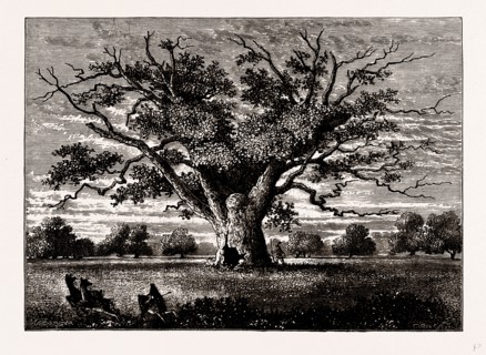 FAIRLOP OAK, 1800, UK, engraving 1881 - 1884