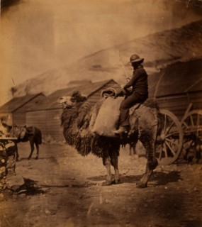 Dromedary, Crimean War, 1853-1856, Roger Fenton historic war campaign photo