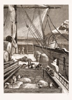 THE ARCTIC EXPEDITION: ESQUIMAUX DOGS ON THE DECK OF THE "ALERT", 1876