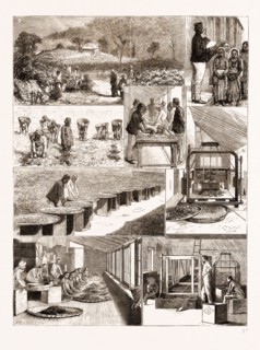TEA CULTIVATION IN BRITISH INDIA, 1876: 1. Ging Tea Plantation, Darjeeling. 2. Weighing the Leaf. 3