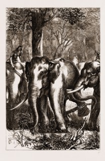 THE PRINCE OF WALES HUNTING IN THE TERAI: THE CAPTIVE MONARCH, 1876