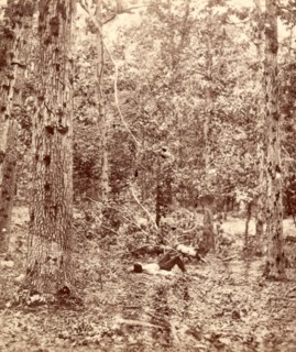 Wounded trees at Gettysburg, US, USA, America, Vintage photography