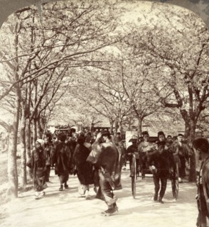 A canopy of cherry blossoms over beautiful Mukojima Avenue, (north), Tokyo, Japan, Vintage