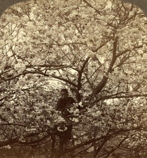 Cherry-bloom at Ishikawa Temple, Tokyo, Japan, Vintage photography