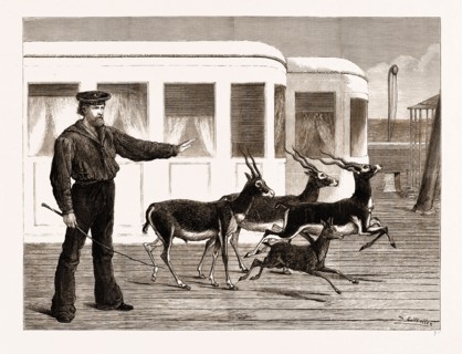 THE PRINCE OF WALES'S INDIAN PRESENTS: ANTELOPES AT EXERCISE, ON BOARD H.M.S. "OSBORNE", 1876