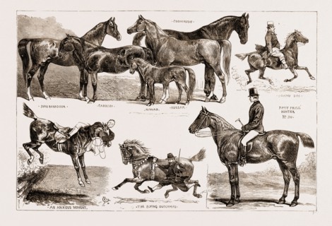 THE HORSE SHOW AT THE AGRICULTURAL HALL, ISLINGTON, LONDON, UK, 1876