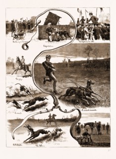 THE DOG DERBY: THE TRIALS FOR THE WATERLOO CUP, 1883