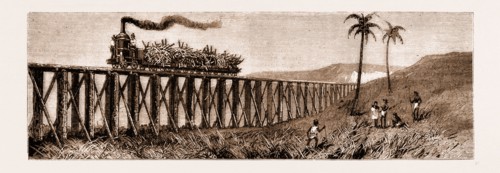 CARRYING SUGAR CANE ON THE PIONEER PLANTATION, MACKAY, QUEENSLAND, AUSTRALIA, 1883
