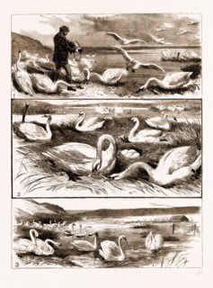 LORD ILCHESTER'S SWANNERY, ABBOTSBURY, DORSET, UK, 1883: 1. Feeding the Swans. 2. Swans Nesting. 3.