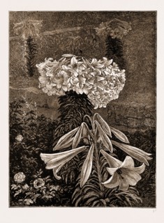 A BERMUDIAN EASTER LILY (145 BLOSSOMS ON ONE STEM), 1883