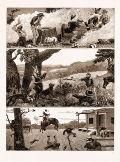 INCIDENTS IN A SETTLER'S LIFE IN AUSTRALIA, 1883: 1. Robbing a Bee's Nest. 2. A Kangaroo at Bay. 3.