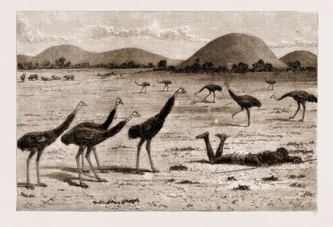 A NATIVE BLACK STALKING EMEU, NEW SOUTH WALES, AUSTRALIA, 1883