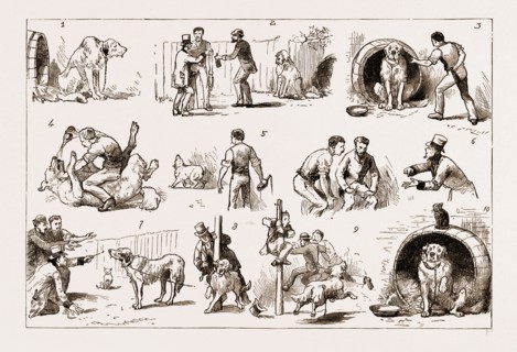DOSING A DOG, 1883: 1. Our St. Bernard Showed Symptoms of Illness. 2. An Amateur Vet is Called in