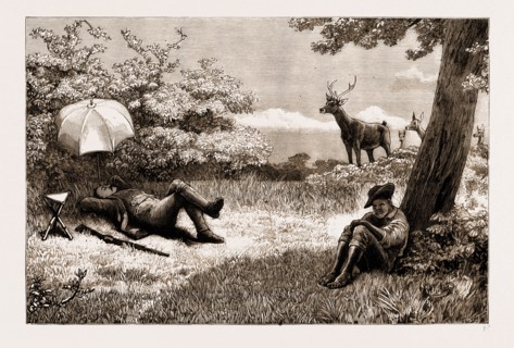 STAG-DRIVING IN MAURITIUS: A LOST OPPORTUNITY, 1883