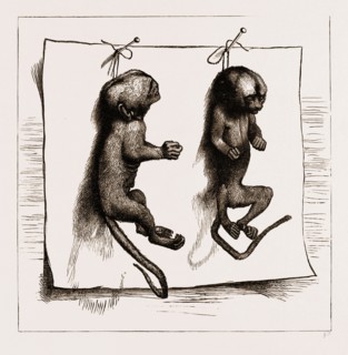 TWO YOUNG MARMOZETS, THE FIRST EVER BRED IN EUROPE, 1883