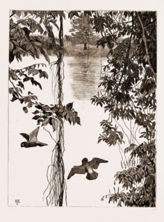 PHILODENDRON ROOTS AND CREEPER ON THE RIVER QUANZA, AFRICA, 1883