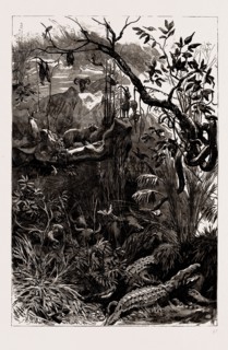 THE INDIAN SECTION OF THE COLONIAL AND INDIAN EXHIBITION, 1886: THE JUNGLE