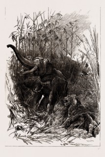 THE INDIAN SECTION OF THE COLONIAL AND INDIAN EXHIBITION, 1886: THE TROPHY OF KOOCH BEHAR: FIGHT