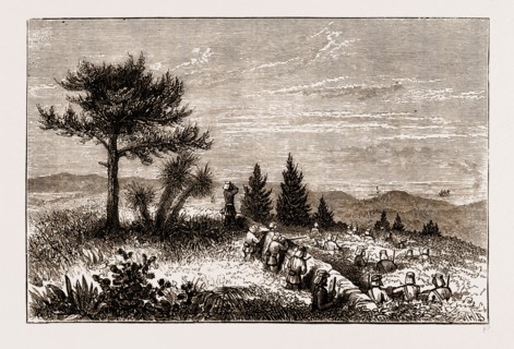 ON THE LOOK-OUT, MILITARY MANOEUVRES IN BERMUDA 1873